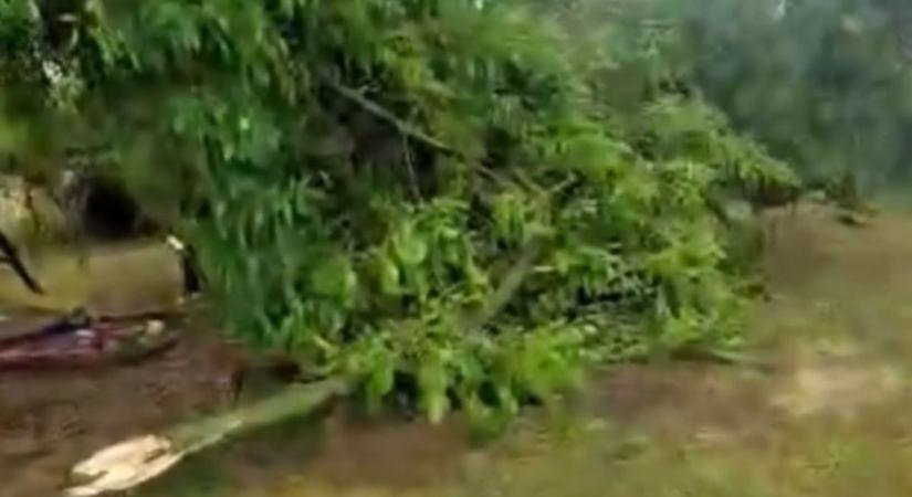 A vihar ismét tombolt, fákat csavart ki Sárszentágotán (videó)