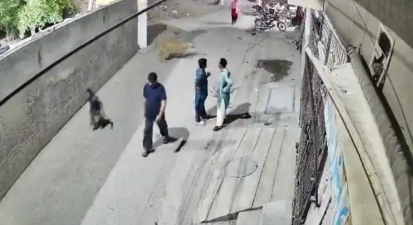 A nyílt utcán lett oroszlántámadás áldozata egy pakisztáni anya és a két kisgyereke – videó