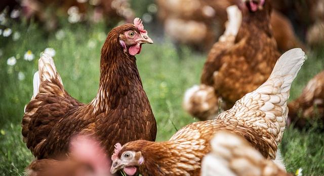 Élénkült az EU baromfihúsimportja 2025 első negyedévében