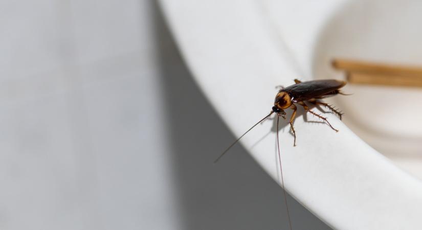 Csótányirtás házilag: tippek, módszerek és amire figyelni kell