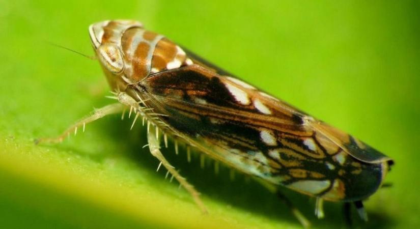Fenyegető szőlőbetegség, az aranyszínű sárgaság terjed
