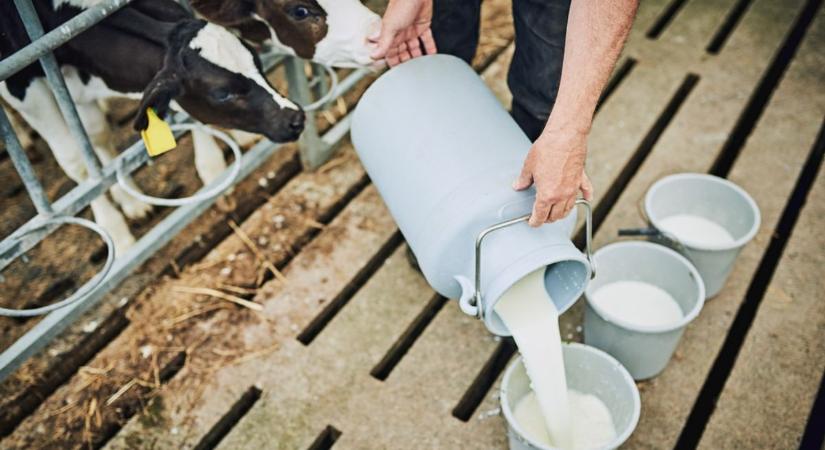 Eltűnhet a tej a boltokból? – Meglepő ok van a háttérben