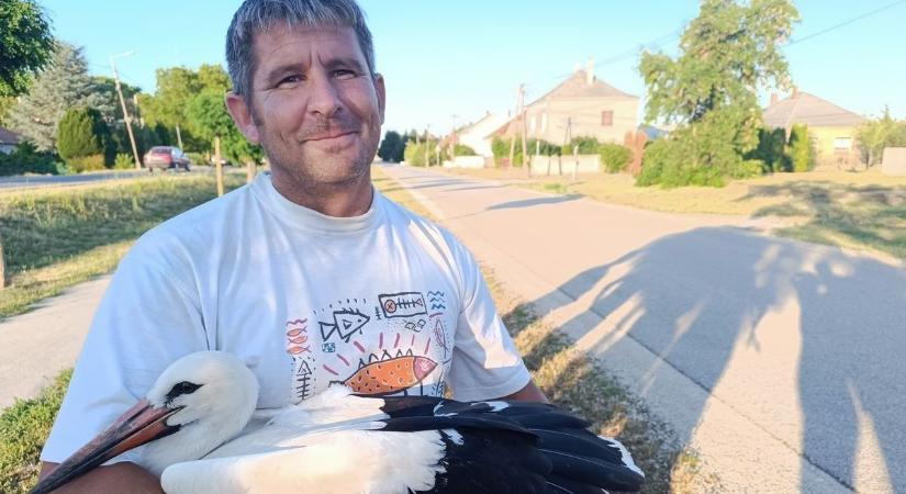 Fészekből kiesett gólyát mentettek a csornaiak, áramütés érhette - fotó