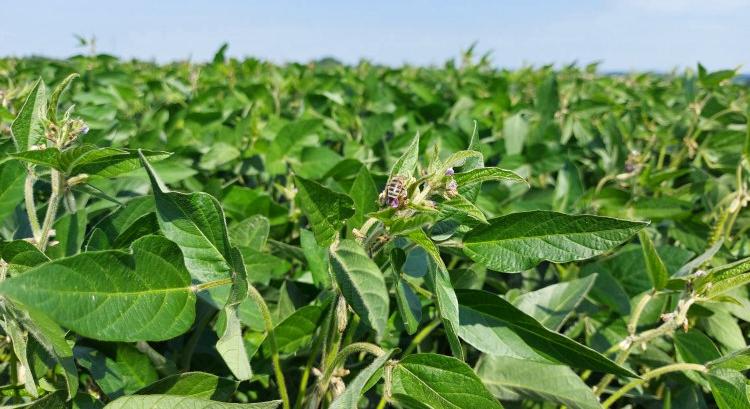Elfogadták a GMO-t, kivégzik a hagyományos szóját?
