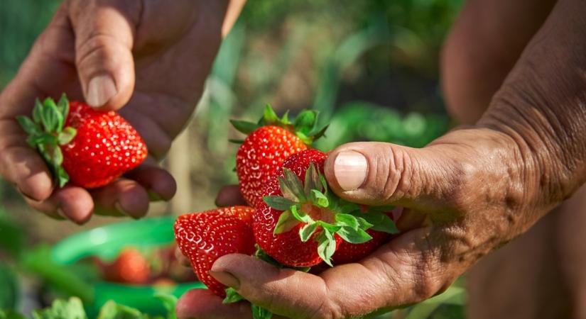 Adómentes maradhat a saját gyümölcs értékesítése 600 ezer forintig