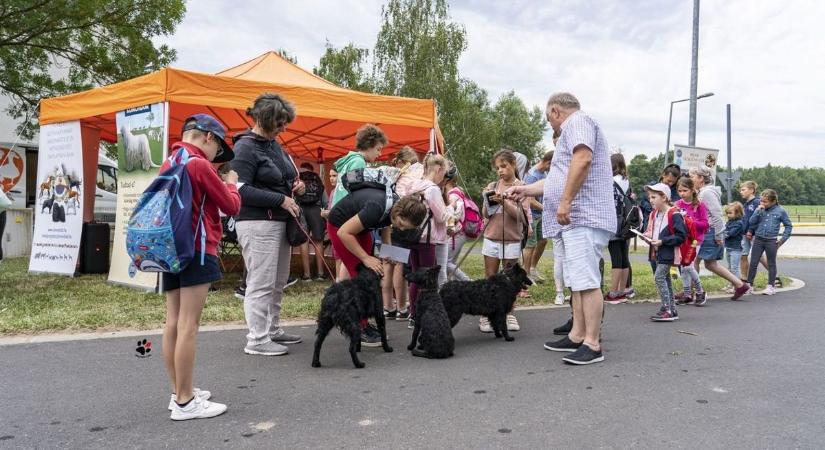 Nádasdy Fesztivál: a pumi, a komondor és társaik Sárváron