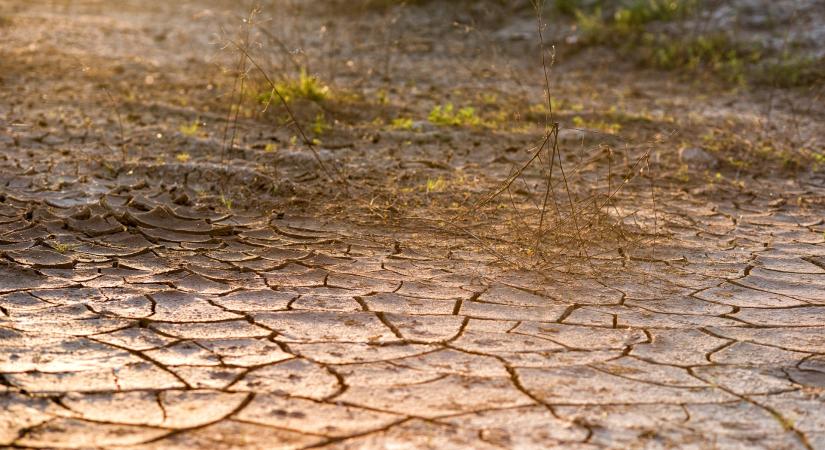 Inváziós fajok terjeszkedését vetíti előre a klímaváltozás