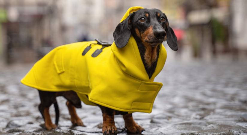 Orvosmeteo: mutatjuk, mennyi csapadék zúdul ma ránk