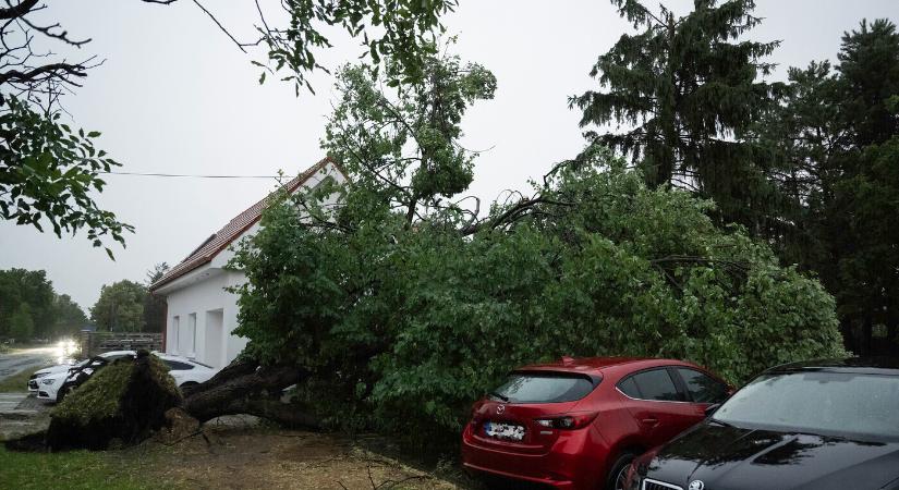 BORZALMAS: Parkoló autóra dőlt egy fa, miközben a sofőr a volánnál ült