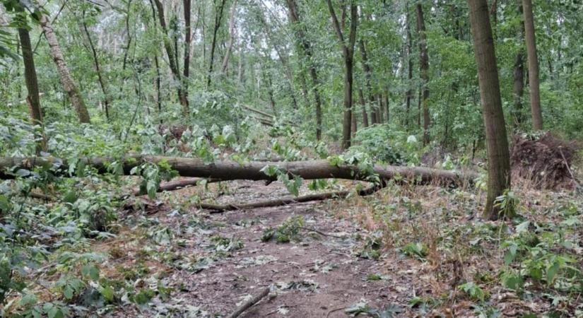 Balesetveszélyes az erdőjárás vihar után a Nagyerdőben
