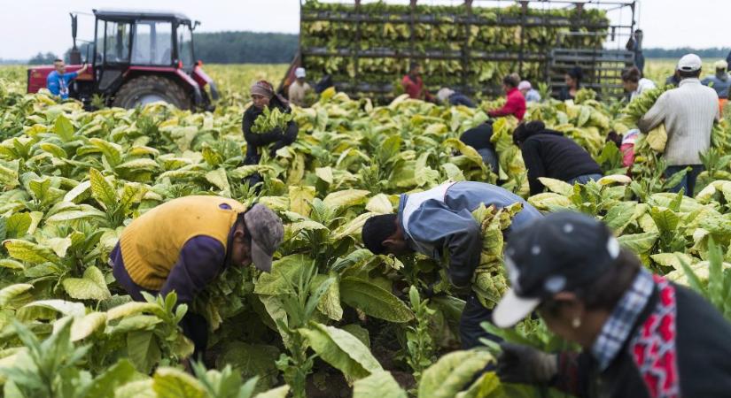 Már több Fülöp-szigeteki és vietnámi dolgozik Magyarországon, mint szlovák vagy román