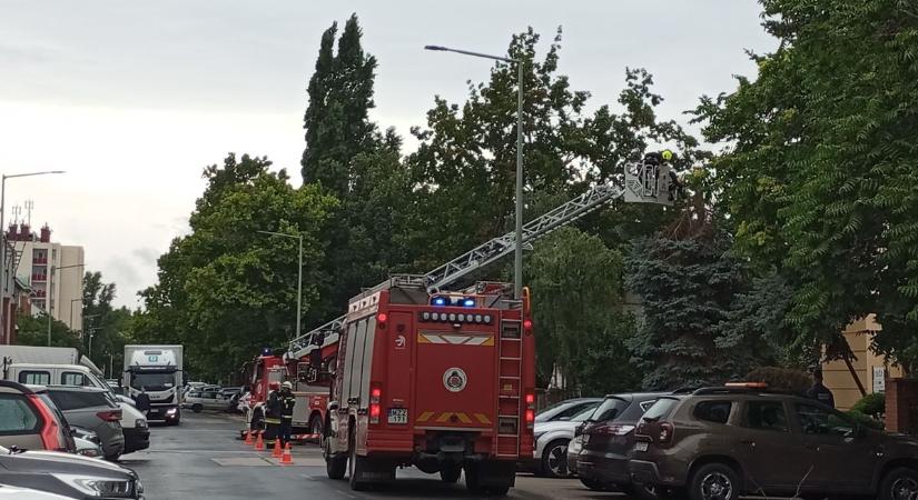Életveszély a belvárosban: teljes útzár mellett vágtág ki a hatalmas fenyőfát! (Videó)