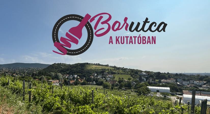 Borutca a Kutatóban: hazai borok, street food és élményzóna