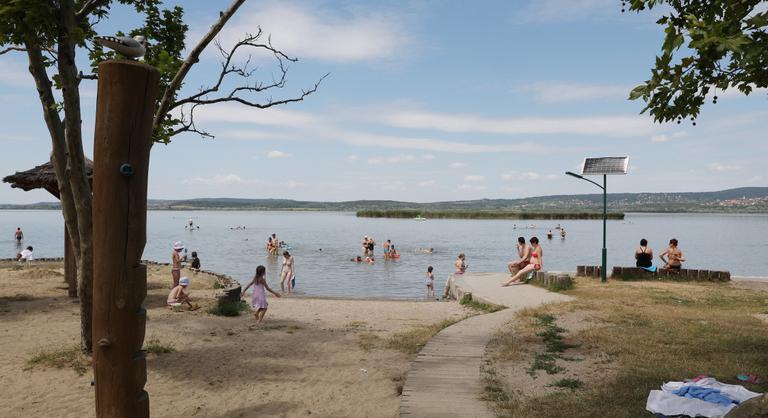 Gigasztárok lepik el a Velencei-tavat, mindenki rájuk kíváncsi
