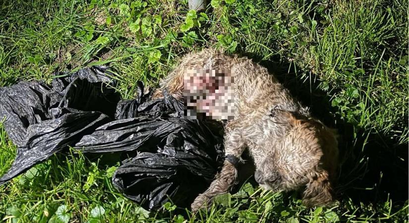 Szemeteszsákba gyömöszölt, és földhöz vagdosott egy kölyökkutyát egy dunaszerdahelyi férfi (18)
