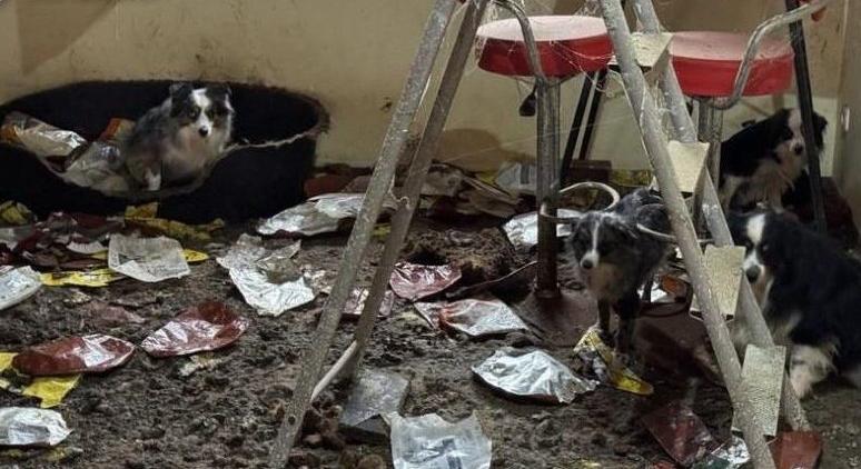 Két év börtönre ítélték a csöngei osztrák állatszaporítót, aki pokoli körülmények között tartott száznál is több kutyát