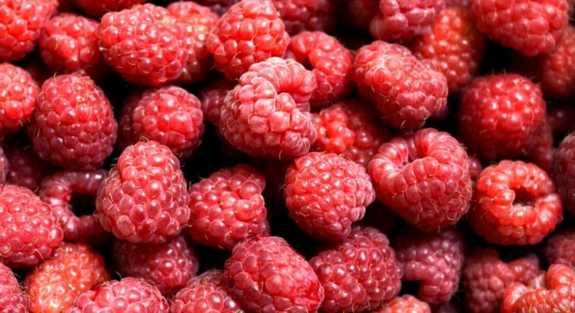 Veszélyben a magyar málna? Forradalmi megoldáson dolgoznak a kutatók!