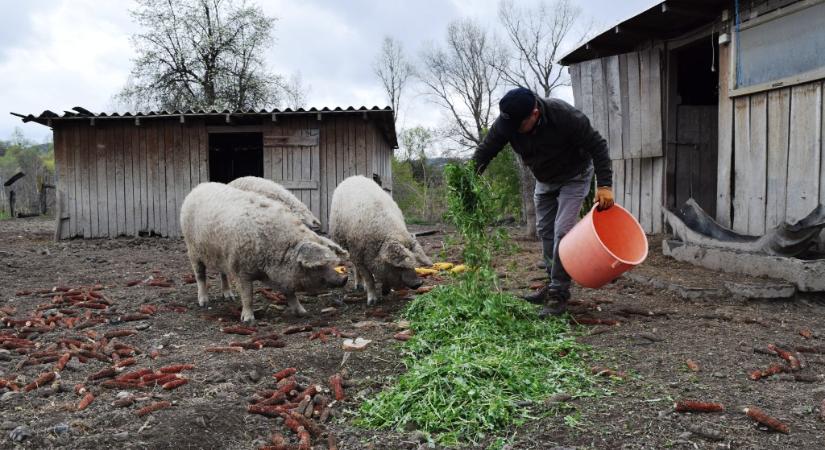 Biodiverzitás: sokan érdeklődnek a hagyományos gazdálkodás iránt
