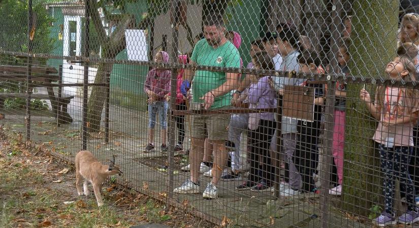 Egy karakán karakál a legállatibb táborban sem ugrál Hevesben