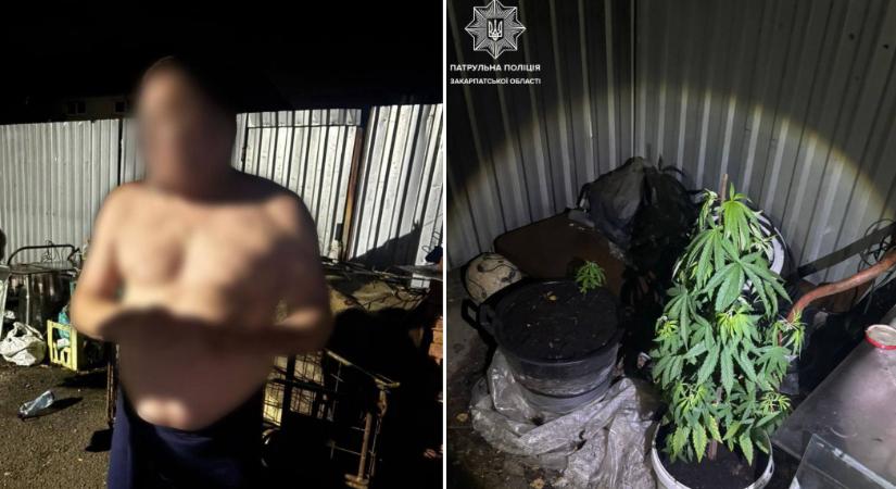 Kábítószer-termesztéssel és magánterületre való betöréssel gyanúsítanak egy férfit megyénkben