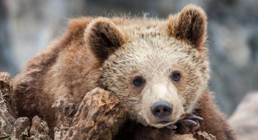 Elveszett medvebocsra bukkantak a medvetámadás után Transzfogarason