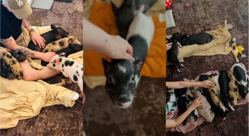 Állatvédelmi össztűz zúdult egy budapesti malacos kávézóra, a Nébih is vizsgálódhat