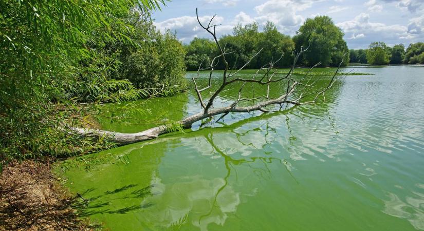 Bács-Kiskun egyik strandján is megjelent a kék alga, mutatjuk, miért veszélyes