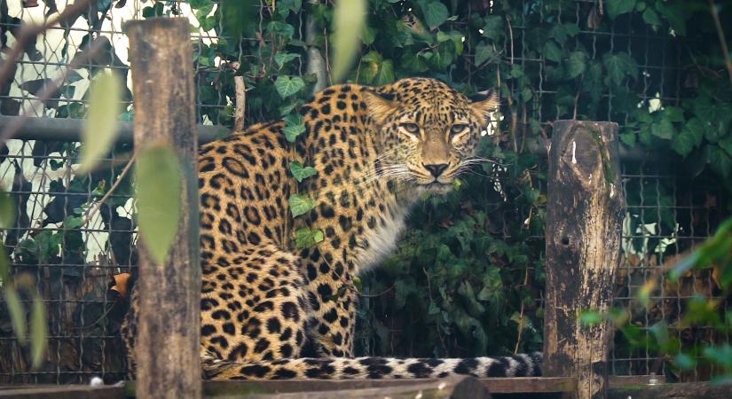 Fajtája túlélését remélik Banutól, a perzsa leopárd lány egyelőre új helyével ismerkedik
