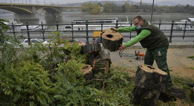 Hamarosan vádemelés jöhet közpénzeket megcsapoló budapesti kertészeti maffia ellen