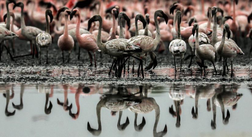 Súlyos természeti csapás: kétezer flamingó pusztult el
