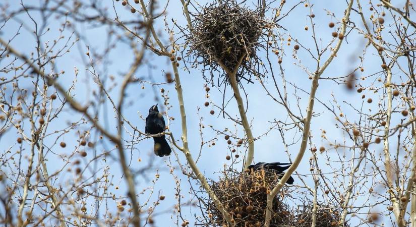 Betelt a pohár a kertvárosiaknál: piszkítanak, hangoskodnak, betegséget terjesztenek