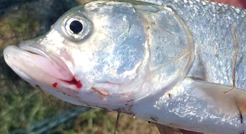Nagyon furcsa halat fogtak a Pécsi-tóban