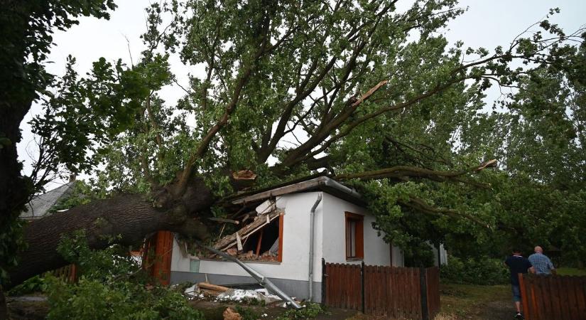 Sírtak a láncfűrészek, amikor a több száz éves szabolcsi fát aprították