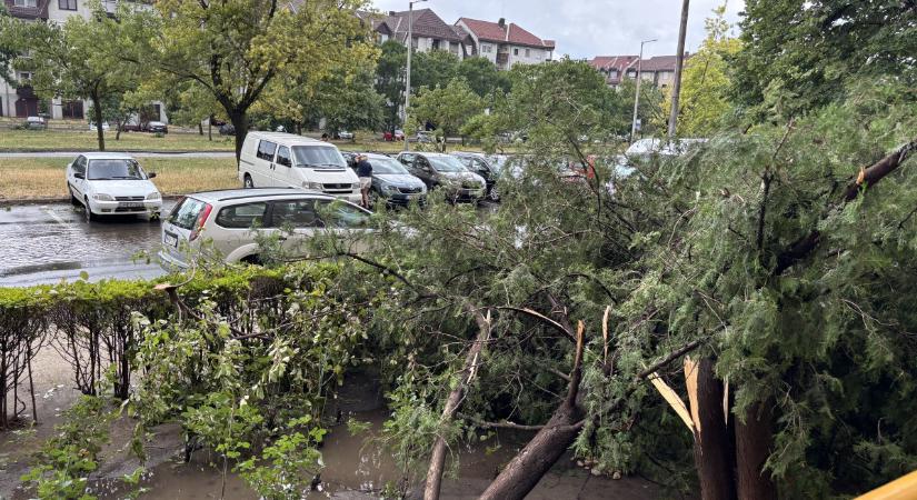 Vihar Debrecenben – Segít az önkormányzat, ha bizonyíthatóan beteg fa okozott kárt