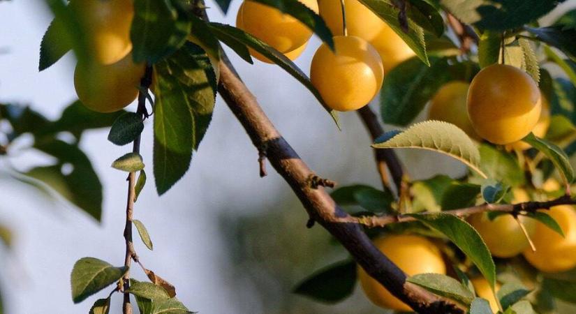 A sárga szilvák királynője: a mirabelle varázsa