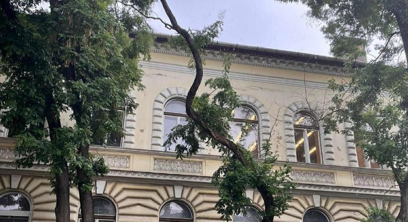 Hiába a többszöri bejelentés, a lakók szerint az életveszélyes fák ügye évek óta megoldatlan
