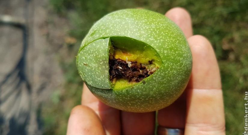 A dióburok-fúrólégy: így tudsz ellene védekezni