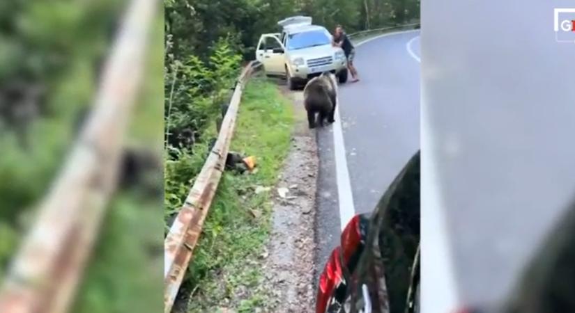 Videó: az utolsó pillanatban ugrott be autója ablakán egy medve elől menekülő férfi Romániában