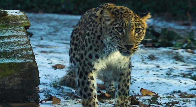 Megérkezett a Budapesti Állatkert legújabb leopárdja