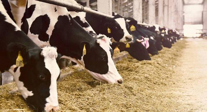 Ijesztően terjed a húsevő parazita, ami belülről falja fel napok alatt az állatokat