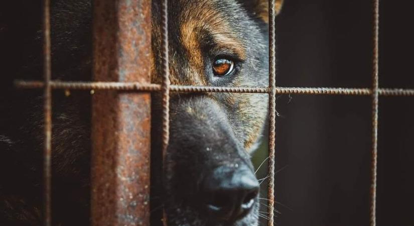Szívszorító hírt közölt a gyöngyösi ebrendészet Zeuszról