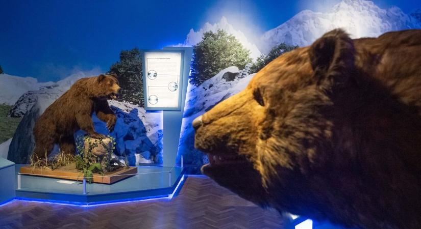 Megdöbbentőek a Jégkorszak-kiállítás új attrakciói, de a legnagyobb szenzáció minden képzeletet felülmúl majd – galériával, videóval