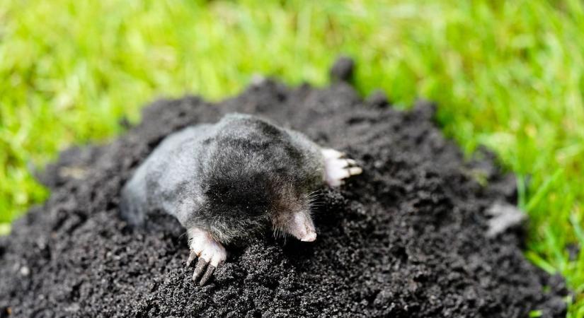 Hívatlan vendég - Mostanában túlórázik is a kerttulajdonosok réme