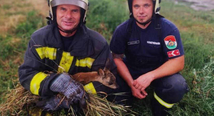 Napi cukiság: őzgidát mentettek a tűzoltók Abonyban