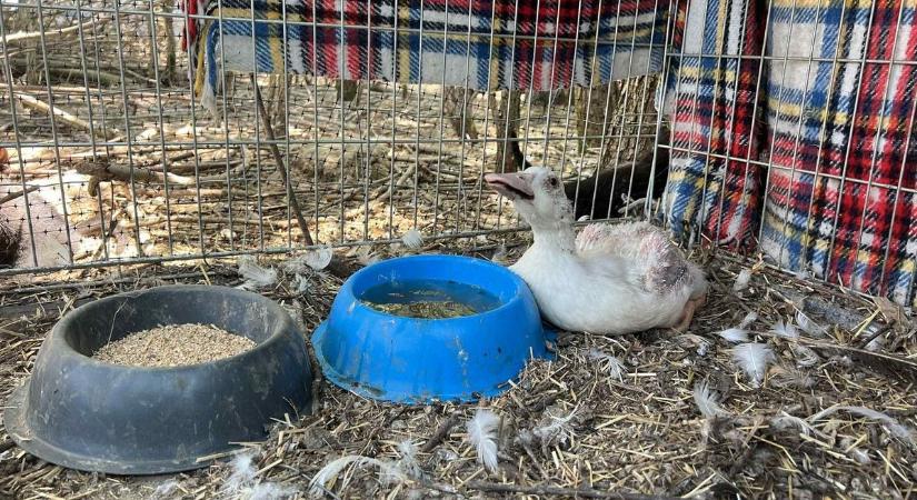 Szívbe markoló menekülés - a vágóhíd helyett az életet választotta a kiskacsa