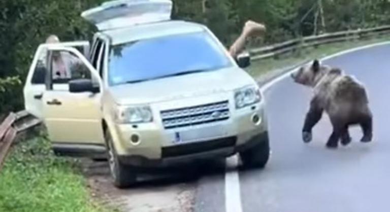 Az utolsó pillanatban ugrott be a medve elől az autójába az ablakon keresztül egy férfi Romániában