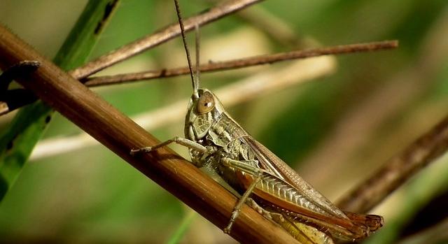 Négy növényvédő szer kapott szükséghelyzeti engedélyt a sáskák elleni védekezéshez