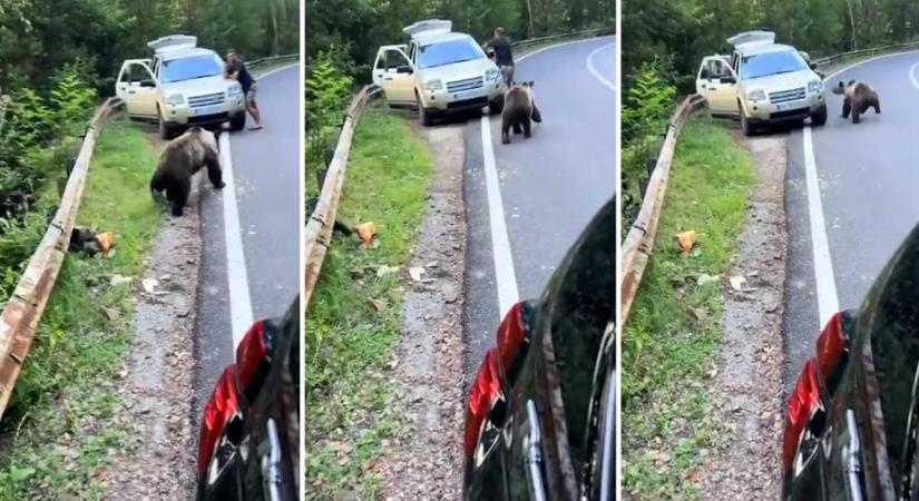 Hajszálon múlt a tragédia: medve támadt egy férfira Romániában, az utolsó másodpercben vetette be magát az autóba (VIDEÓ)