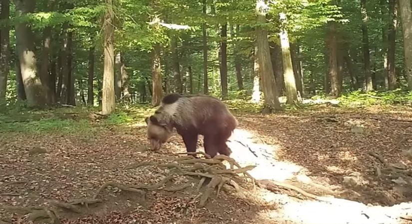 Medvét láttak két település közelében