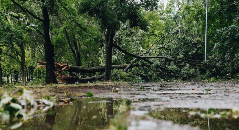 100 fa dőlt ki a Hajógyári-szigeten